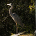 Blue Heron Statue! by rickster549