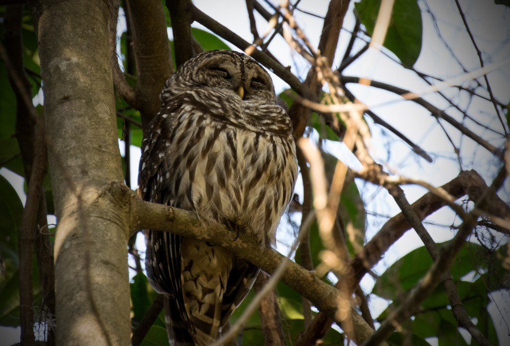 Sleeping Barred Owl, I think! by rickster549