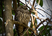 28th Feb 2016 - Sleeping Barred Owl, I think!