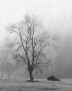 22nd Feb 2016 - Foggy Morning