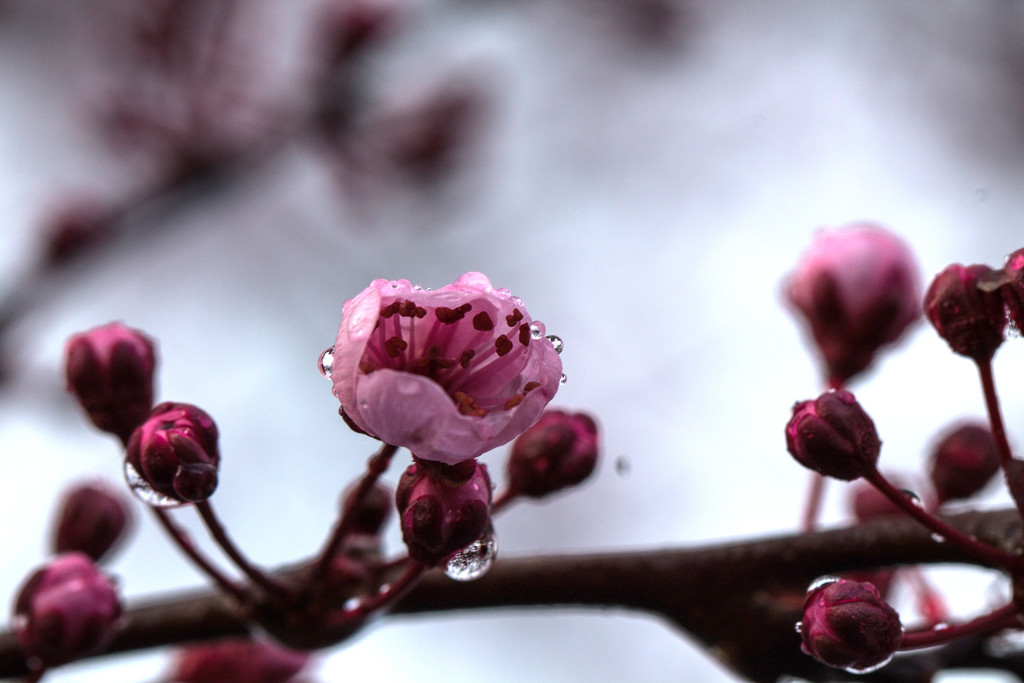 Blossoms and raindrops.  by jankoos