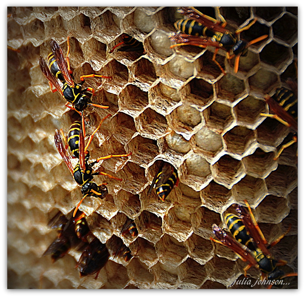 Asian Wasp Nest by julzmaioro