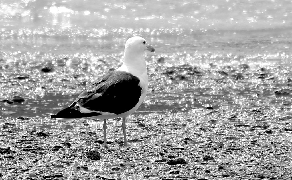 Sparkling seagull foraging on the seashore by kiwinanna