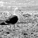 Sparkling seagull foraging on the seashore by kiwinanna