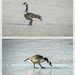 Geese on Ice by gardencat