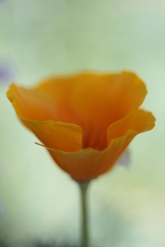 portrait of a california poppy by blueberry1222