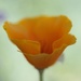 portrait of a california poppy by blueberry1222
