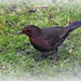 Female blackbird by rosiekind