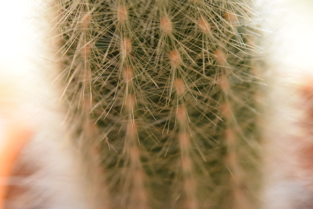 cactus by christophercox