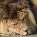 Panthera Leo by leonbuys83