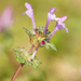 Flowering Weed by lynne5477