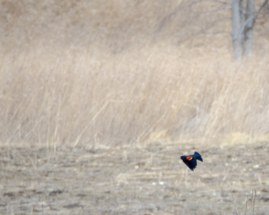 Red-winged Blackbird In Flight by rminer
