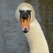 swan study 31 by helenhall