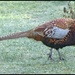 Pheasant in the frost. by jokristina