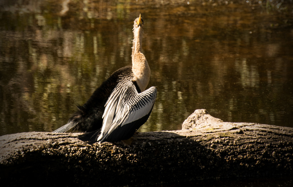 Anhinga drying the wings! by rickster549
