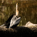 Anhinga drying the wings! by rickster549