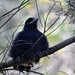 Baby Magpie by dianeburns