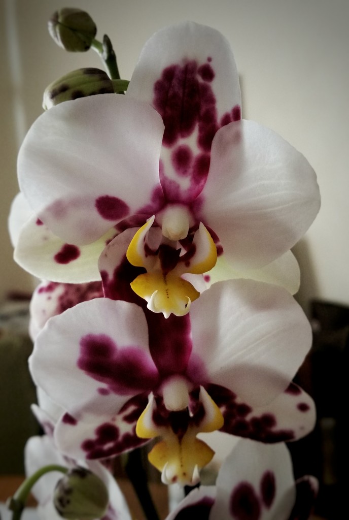 Orchid  by salza