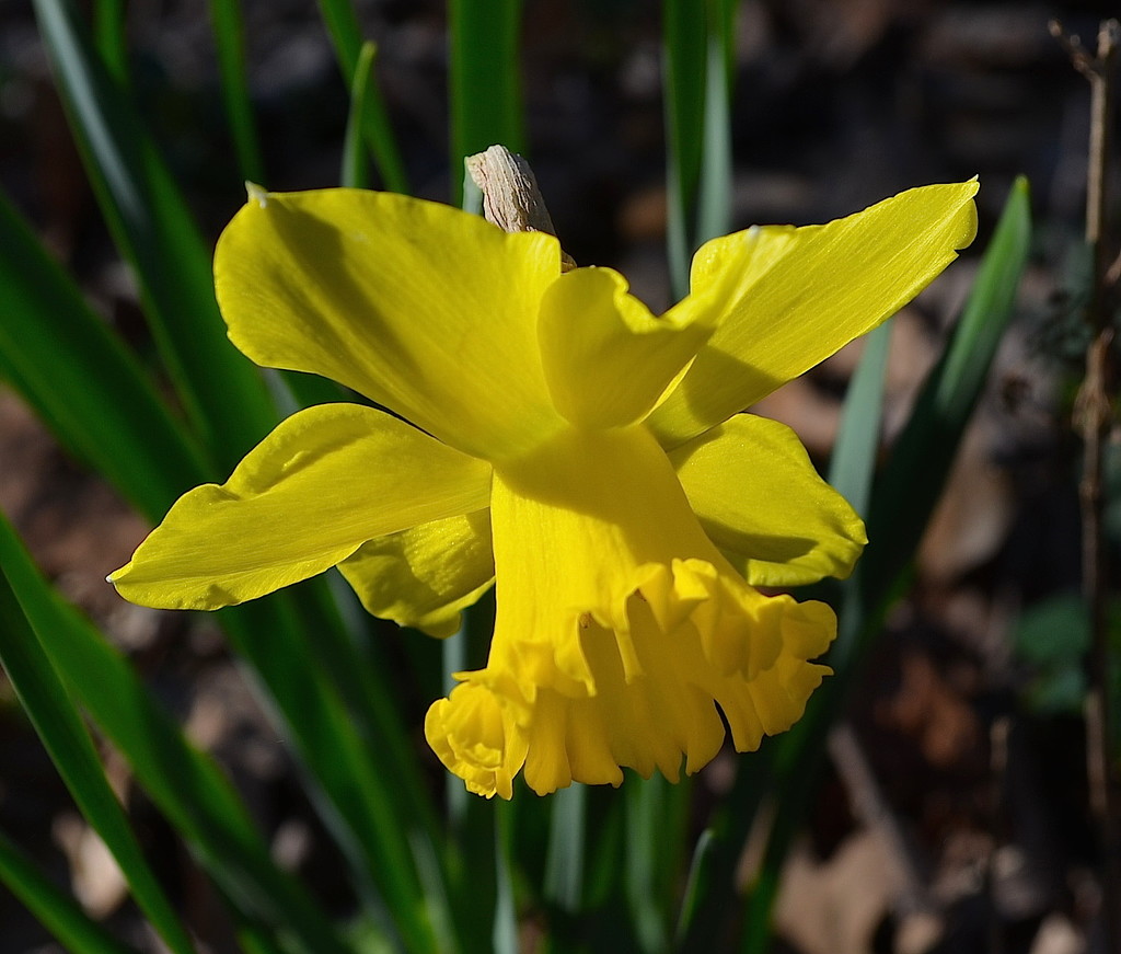 Daffodil, Magnolia Gardens, Charleston, SC by congaree