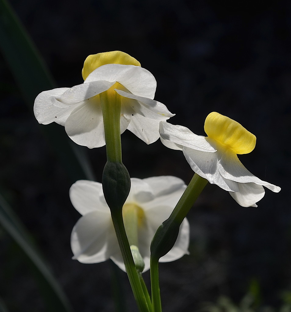 Daffodils, Magnolia Gardens, Charleston, SC by congaree