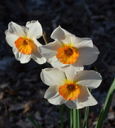 1st Mar 2016 - Daffodils, Magnolia Gardens, Charleston, SC