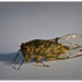 Cicada.. by julzmaioro