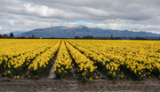 29th Feb 2016 - ~Daffodil fields~