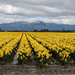 ~Daffodil fields~ by crowfan