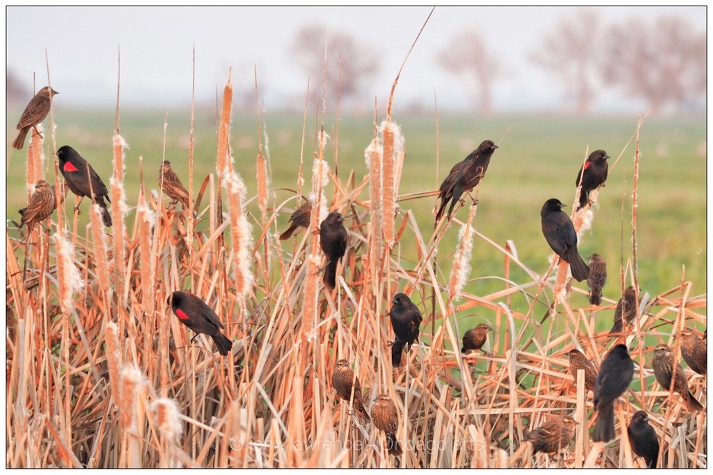 Four and Twenty (red-winged) Blackbirds by aikiuser
