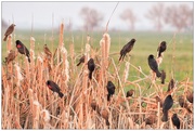 29th Feb 2016 - Four and Twenty (red-winged) Blackbirds