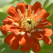 1st Mar 2016 - I Scattered Seeds From Pink Zinnias And Got Orange_DSC4525