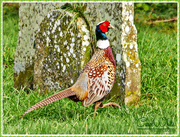 1st Mar 2016 - Cock Pheasant