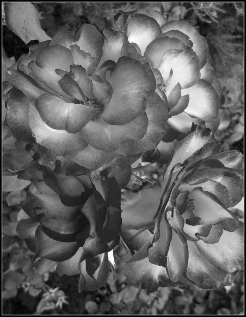 black and white Rose by cruiser