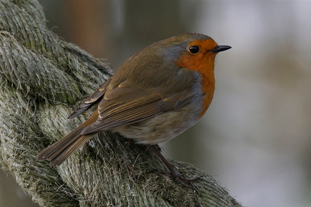 A RATHER ROPEY ROBIN by markp