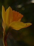 1st Mar 2016 - Daffodil