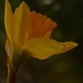 Daffodil by ziggy77