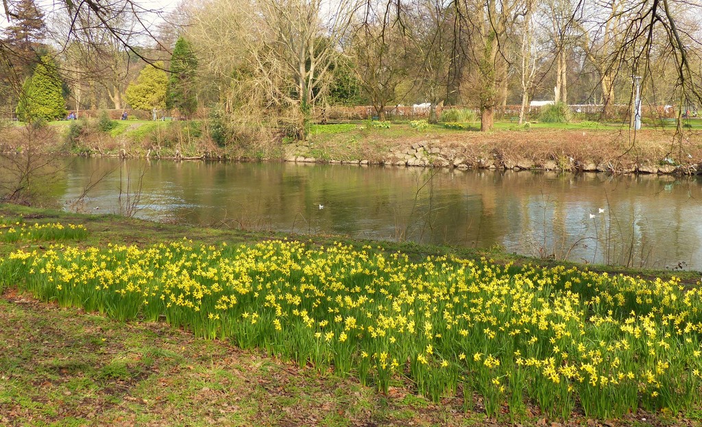  Cardiff - The River Taff and Daffodils  by susiemc