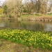  Cardiff - The River Taff and Daffodils  by susiemc