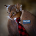 'Feline the Bern' on Super Tuesday by berelaxed