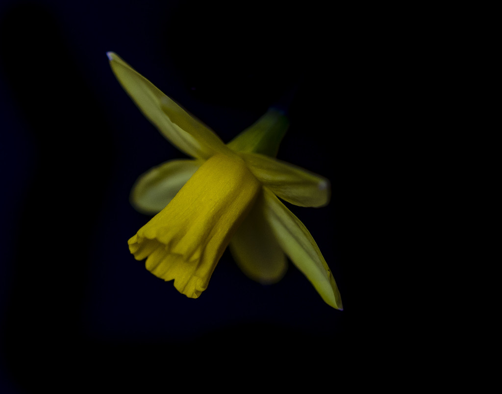 Flower  by tonygig