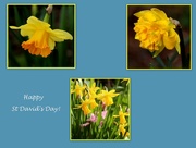 1st Mar 2016 - Daffodils