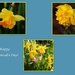 Daffodils by busylady