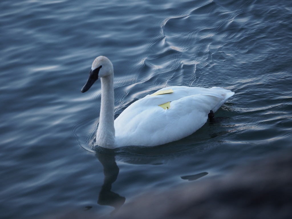 Trumpeter Swan by selkie