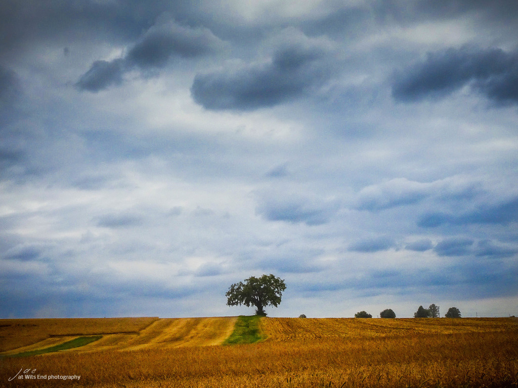 Harvest Tree by jae_at_wits_end