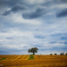 Harvest Tree by jae_at_wits_end