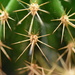 another cactus by christophercox