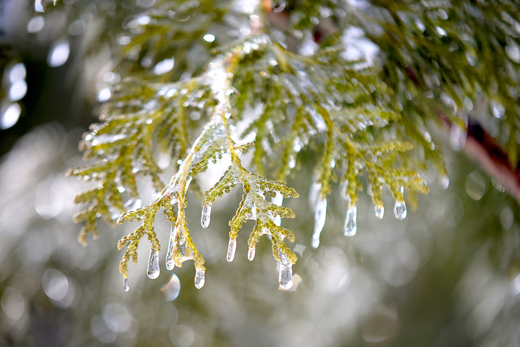 Ice droplets! by fayefaye