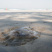 PB&J (Placid Beach and Jellyfish) by fotoblah