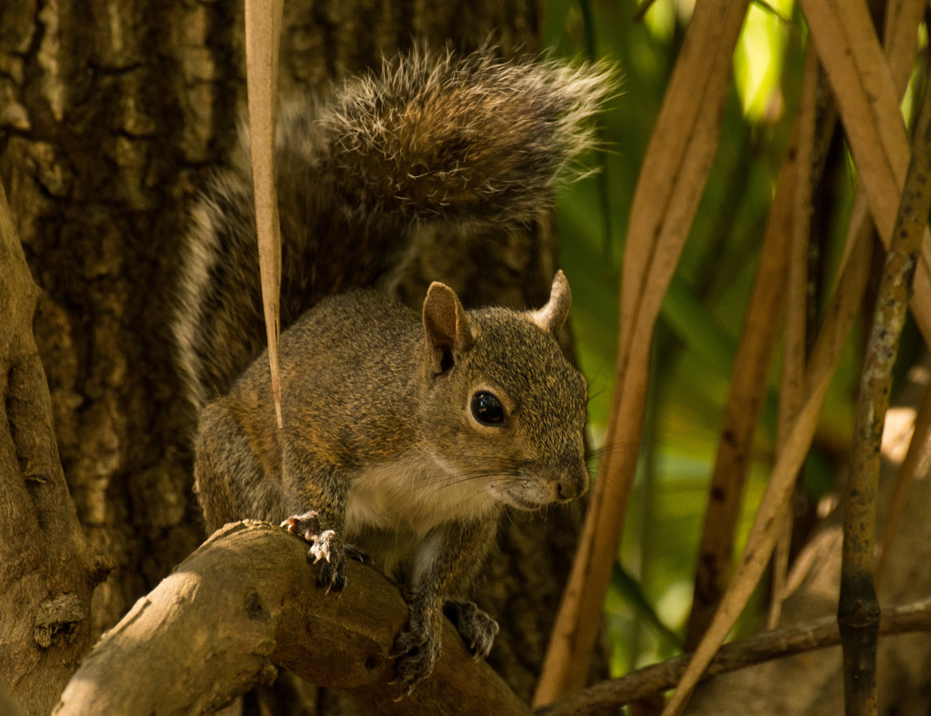 Another Squirrel! by rickster549