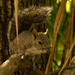 Another Squirrel! by rickster549